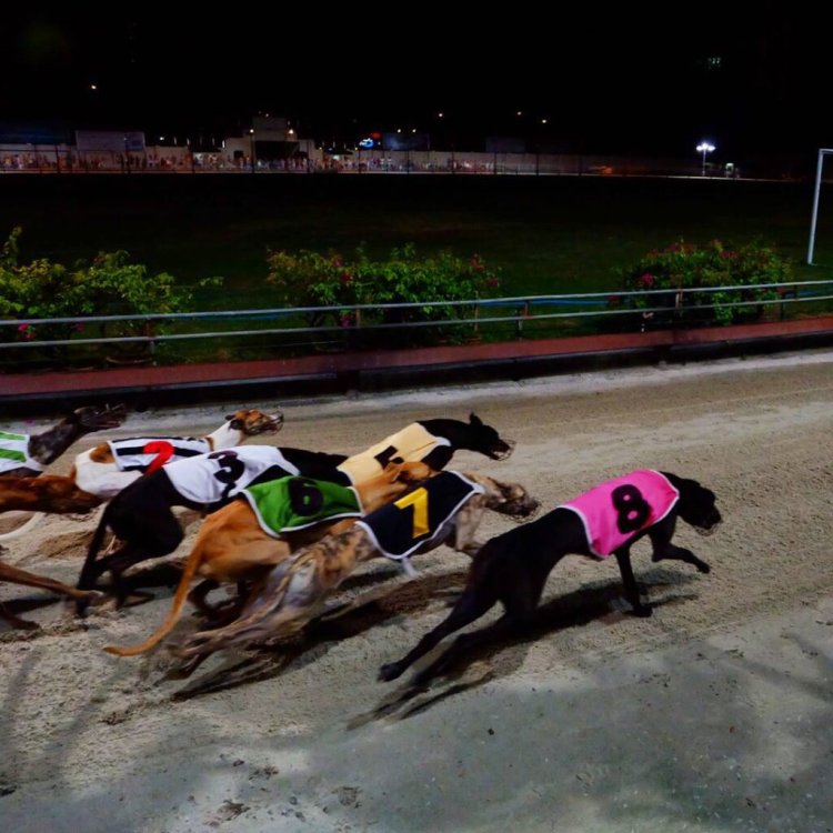 Trường Đua Lam Sơn